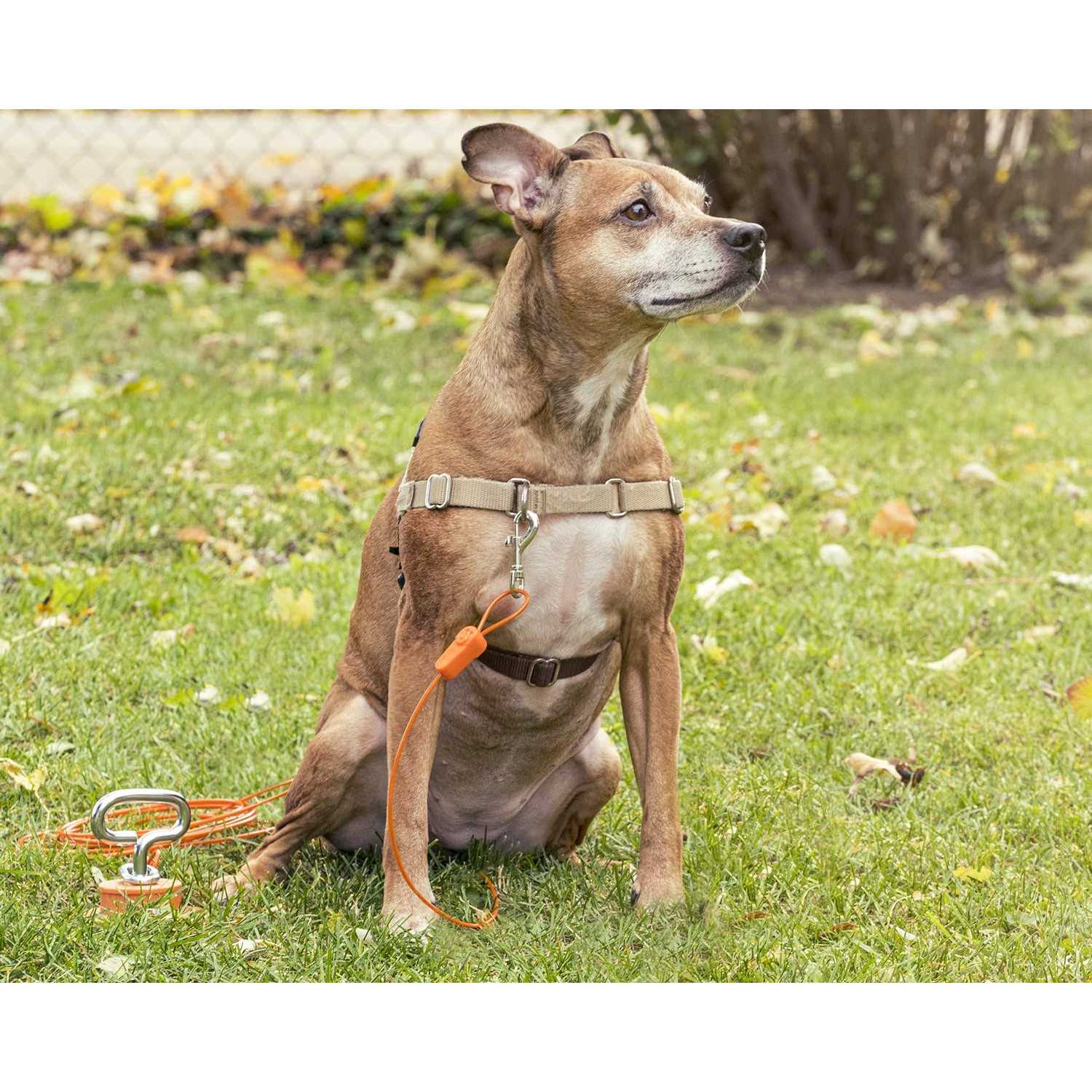 IntelliLeash Tie-Out Cables for Dogs Lengths up to 100 Feet and Breeds of Dogs up to 250 Pounds - Healthber