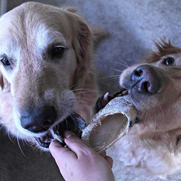 Hotspot Pets Cow Hooves for Dogs - Healthber