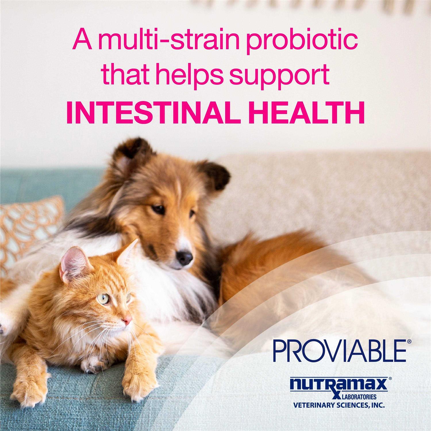 Proviable Health Supplement Kit Dogs - Healthber