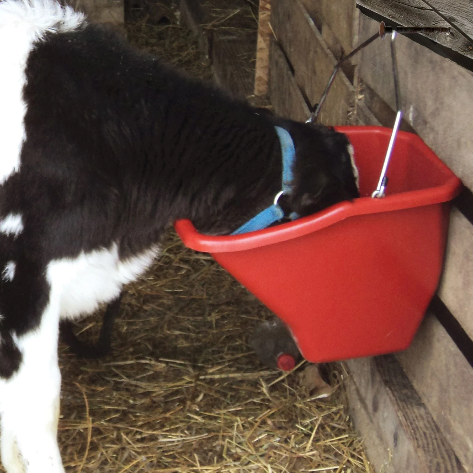 The Better Bucket Feed Bucket for Horses & Livestock, 5 Gallon - Healthber