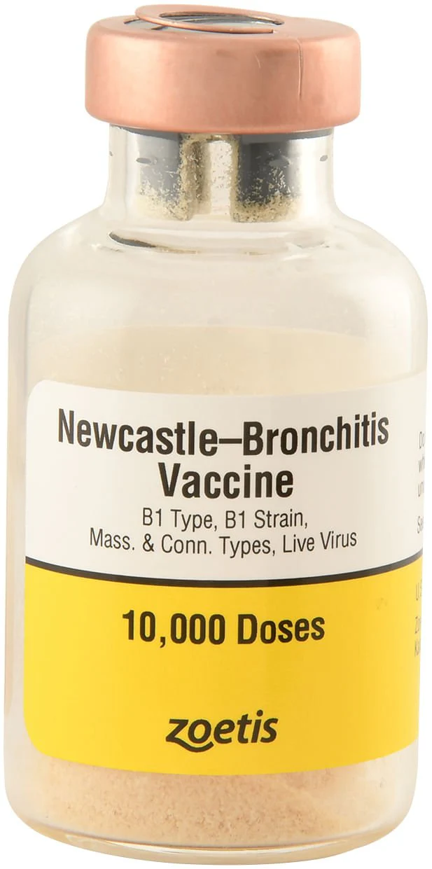 Newcastle-Bronchitis for Chickens - Healthber