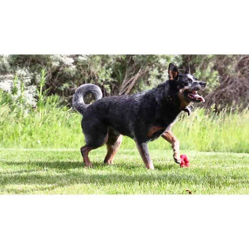 KONG Ring Chew Toy - Healthber