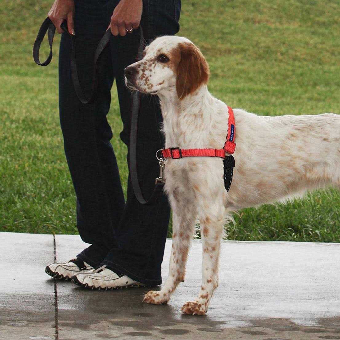 PETSAFE Easy Walk Harness - Healthber