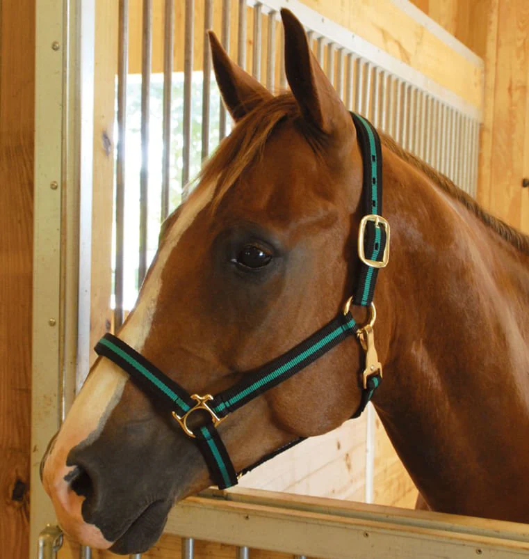 Padded Nylon Horse Halter with Throat Snap - Healthber