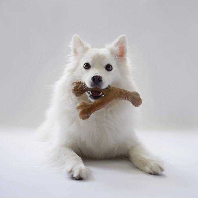 Lumabone Durable Chew Toys - Healthber