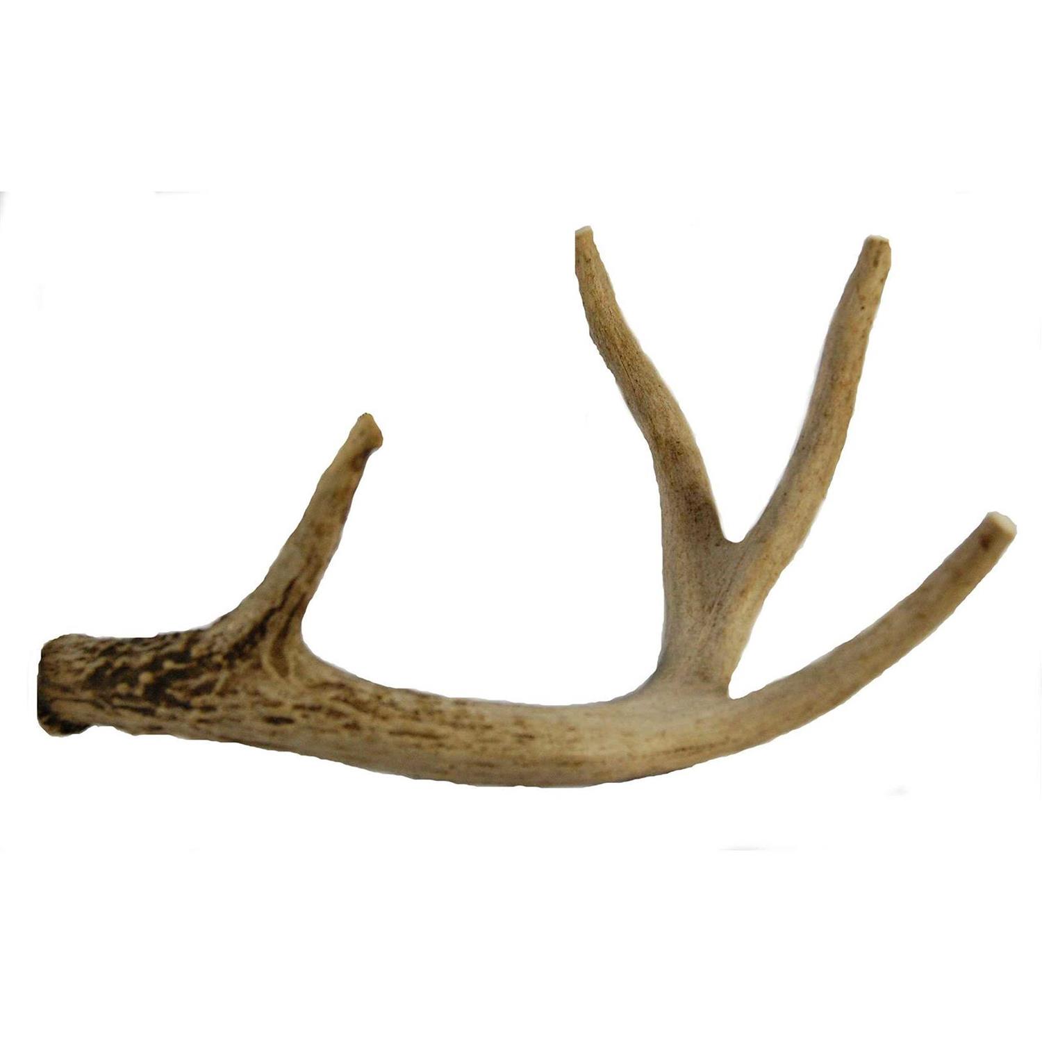 Big Dog Antler Chews Whitetail Deer Antler Dog Chew Medium 8 Inches to 13 Inches Long - Healthber