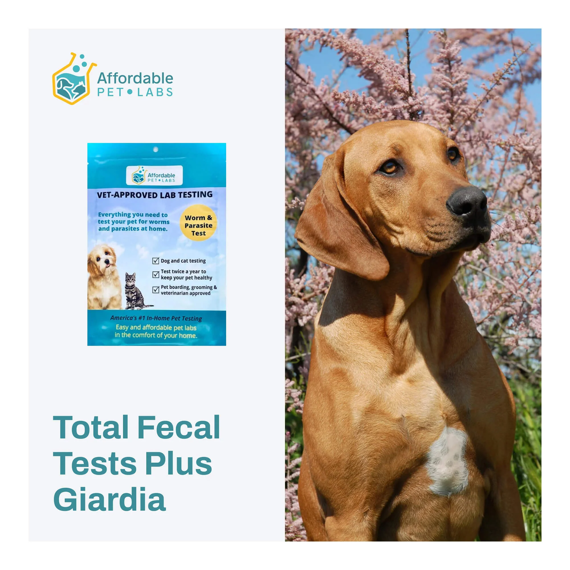 Affordable Pet Labs - Total Fecal Tests Plus Giardia For Dogs & Cats, Easy Home Kit - Healthber
