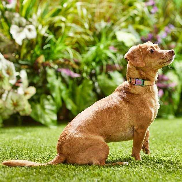 Frisco Ombre Style Dog Collar - Healthber