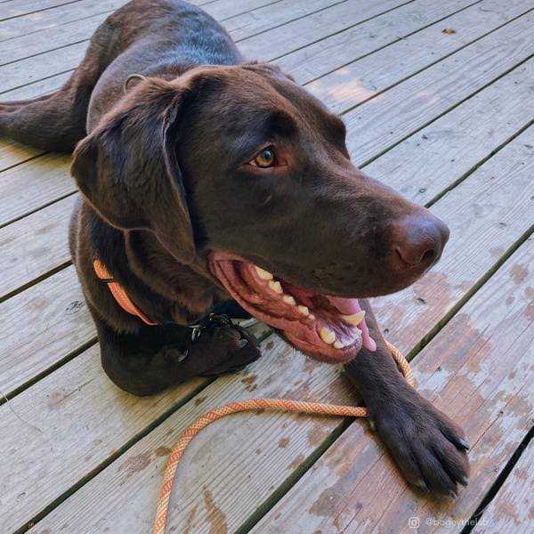 K9 Explorer Brights Reflective Front-Connect Harness - Healthber