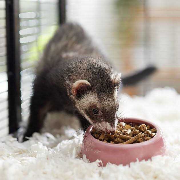 Marshall Select Chicken Ferret Diet - Healthber