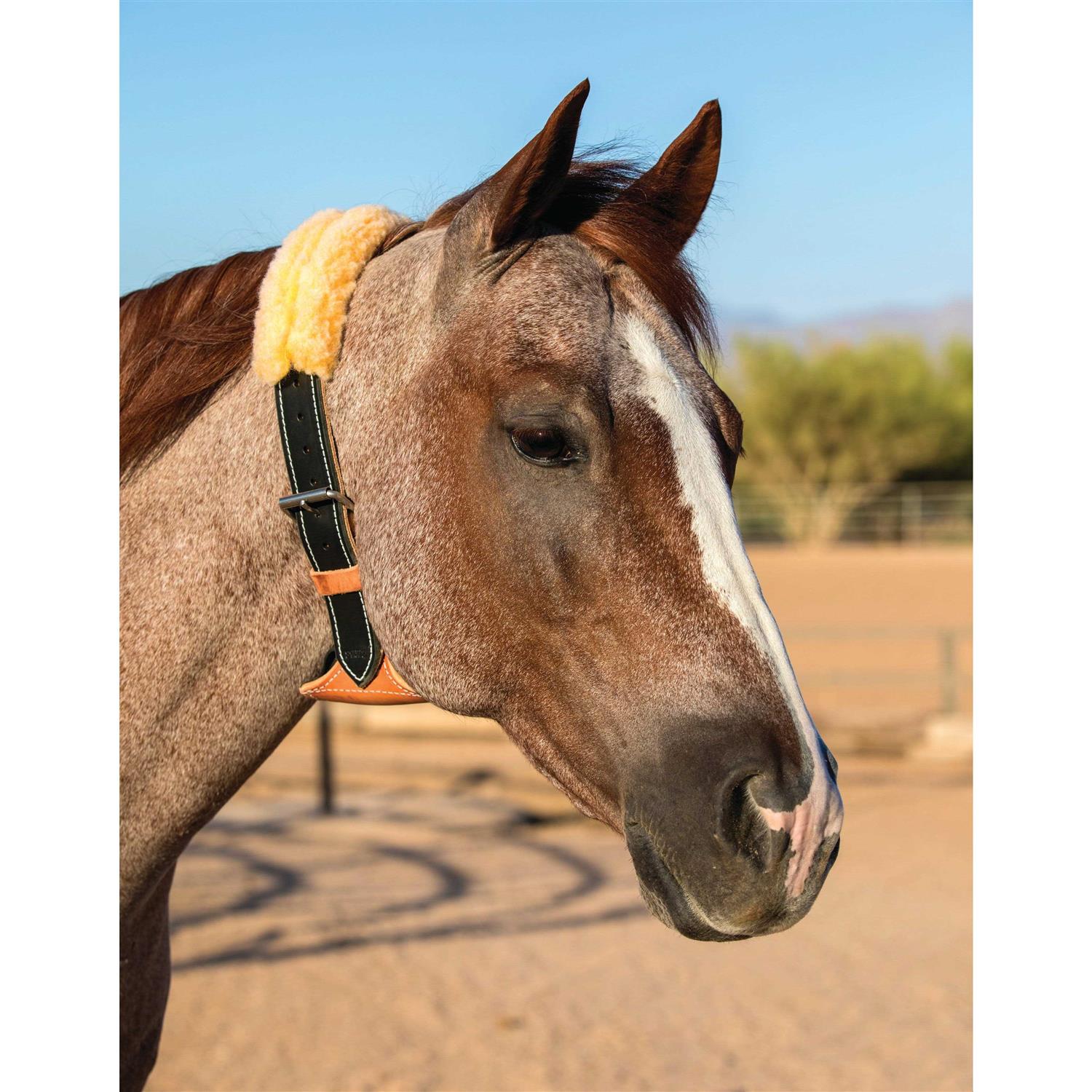 Professional’s Choice The Dare Cribbing Collar - Healthber