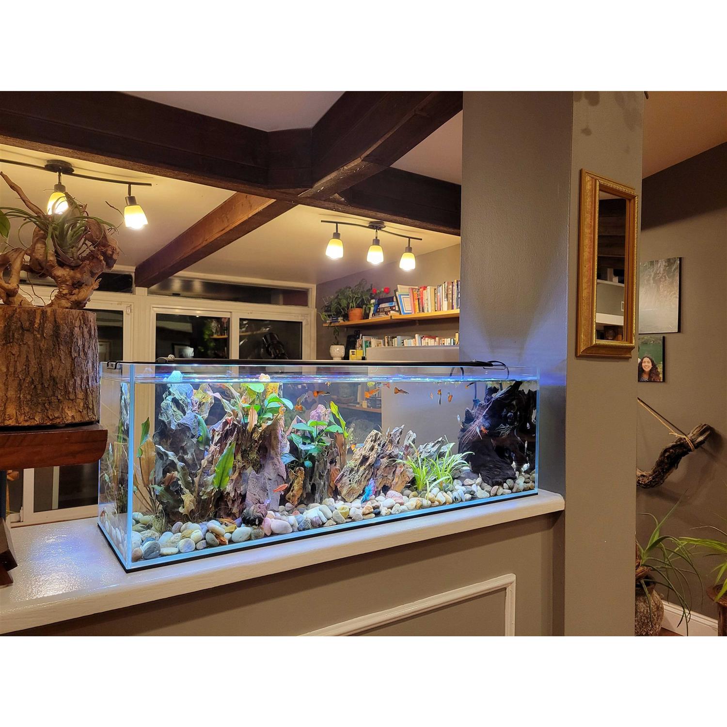 Lifegard Aquatics 11 Gallon Clear Glass Bookshelf Aquarium - Healthber