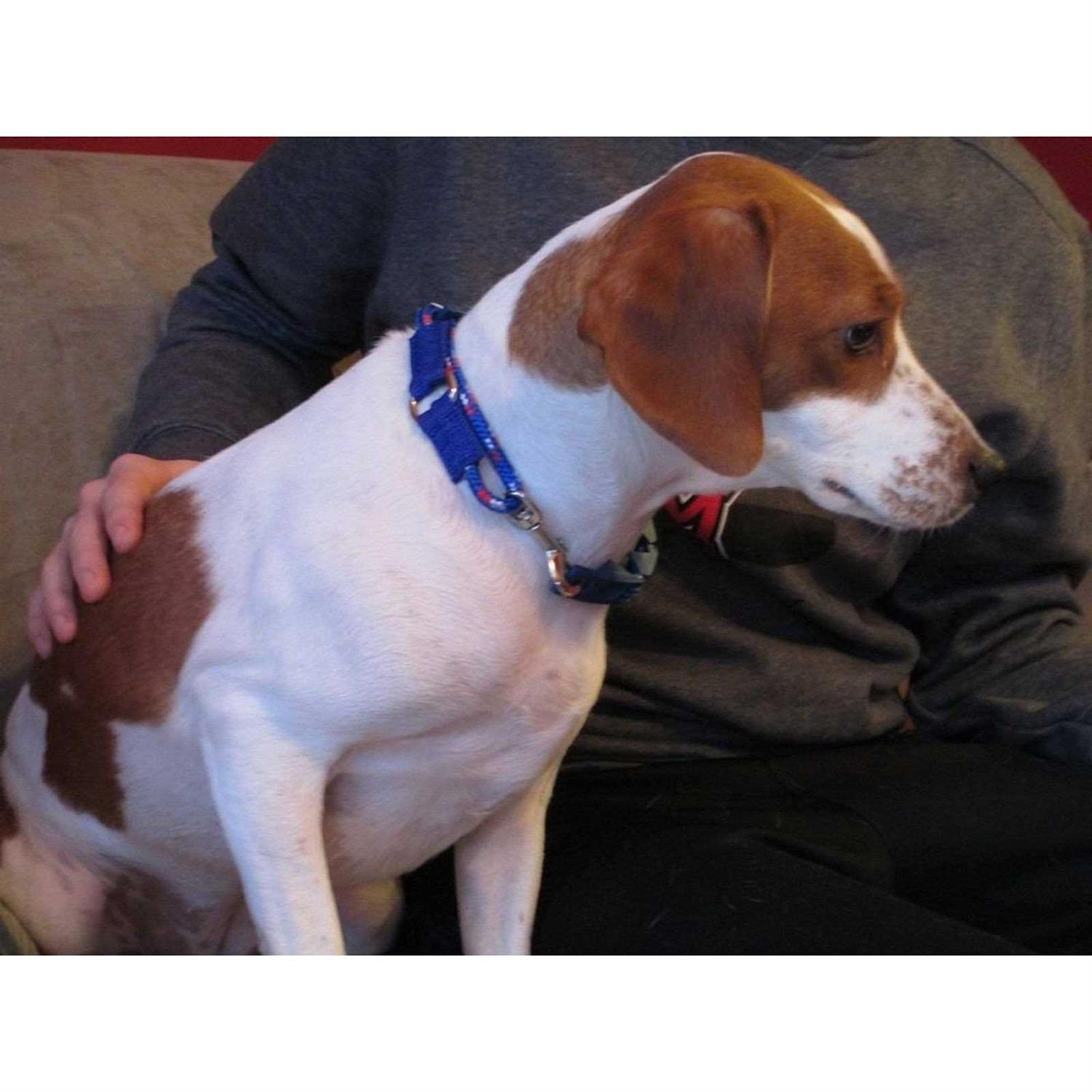 The Perfect Dog Command Training Dog Collar - Healthber