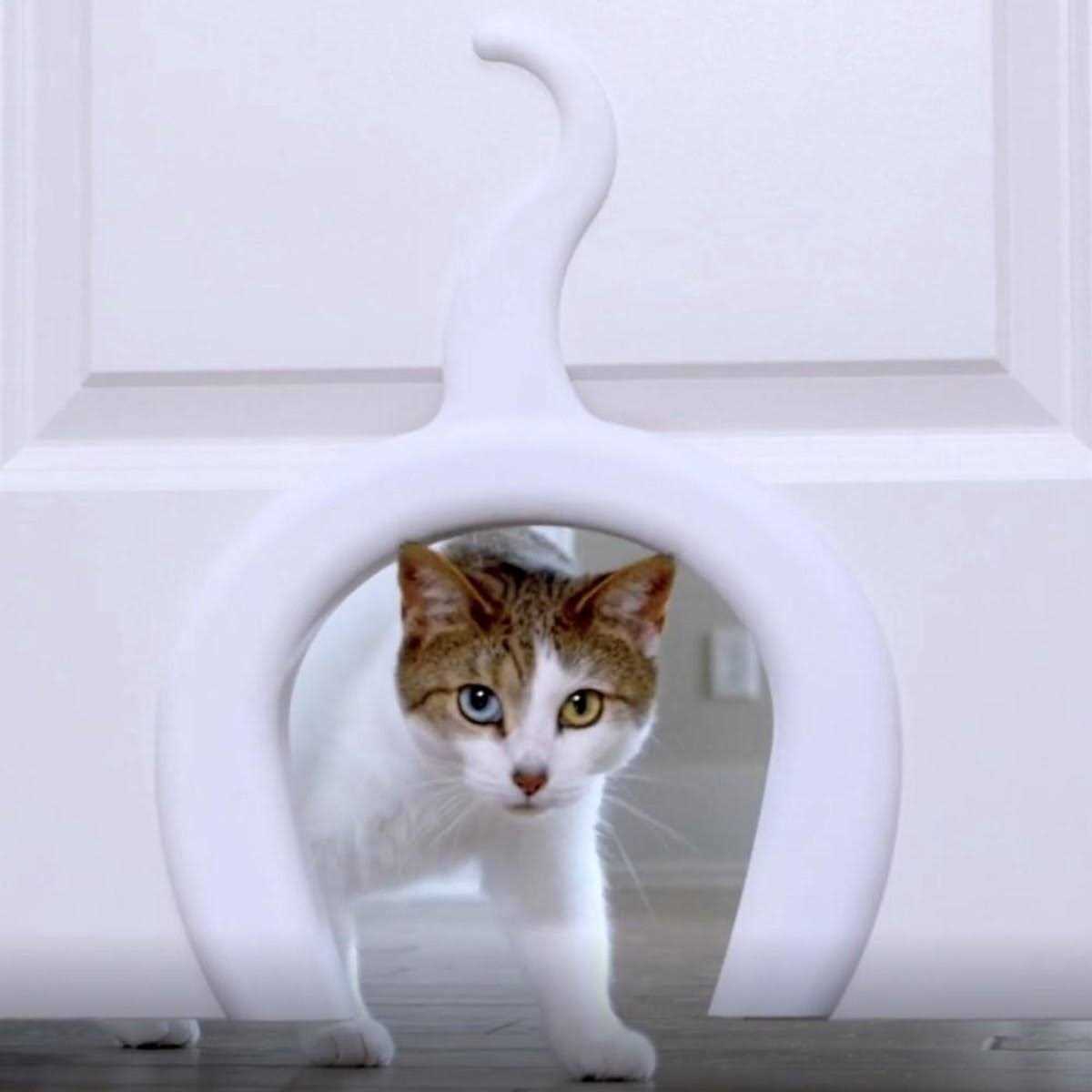 PetSafe Cat Door Cat Corridor for Interior Doors Adds Privacy, Keeps Dogs Out of Cats Space, Food, and Litter Box or Auto Feeder - Healthber