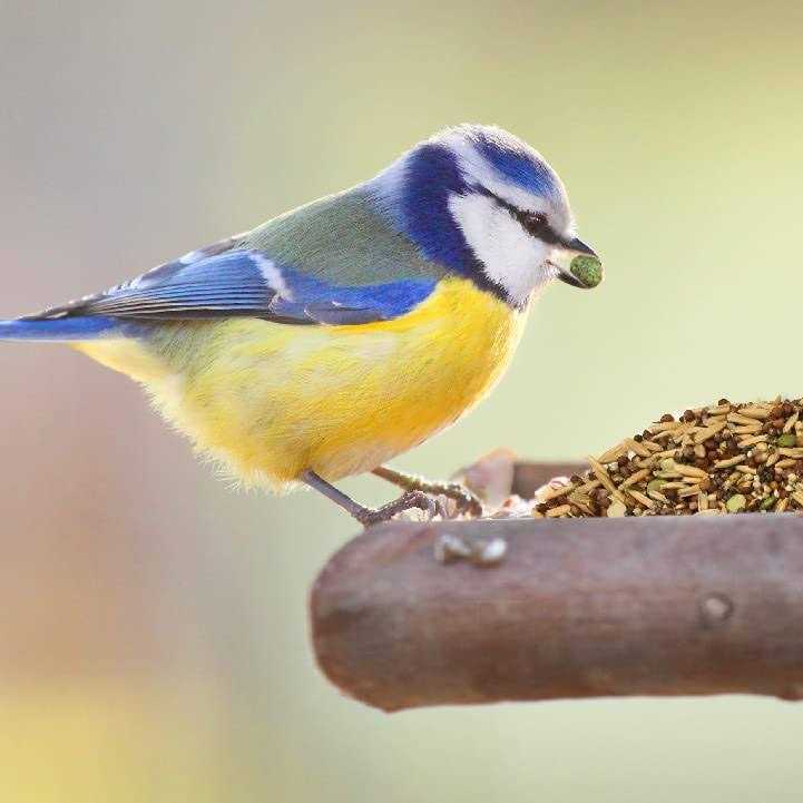 Wild Harvest Healthy Benefits Sprout Blend Bird Treats - Healthber