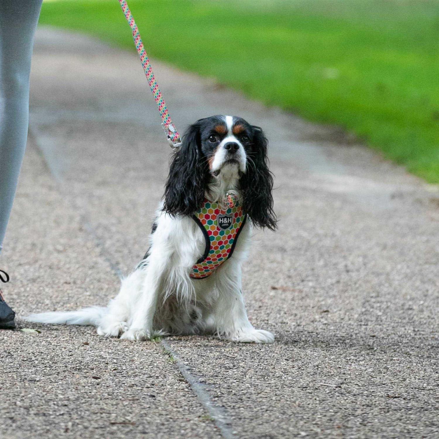 HUGO & HUDSON Fabric Nylon Dog Collar - Healthber