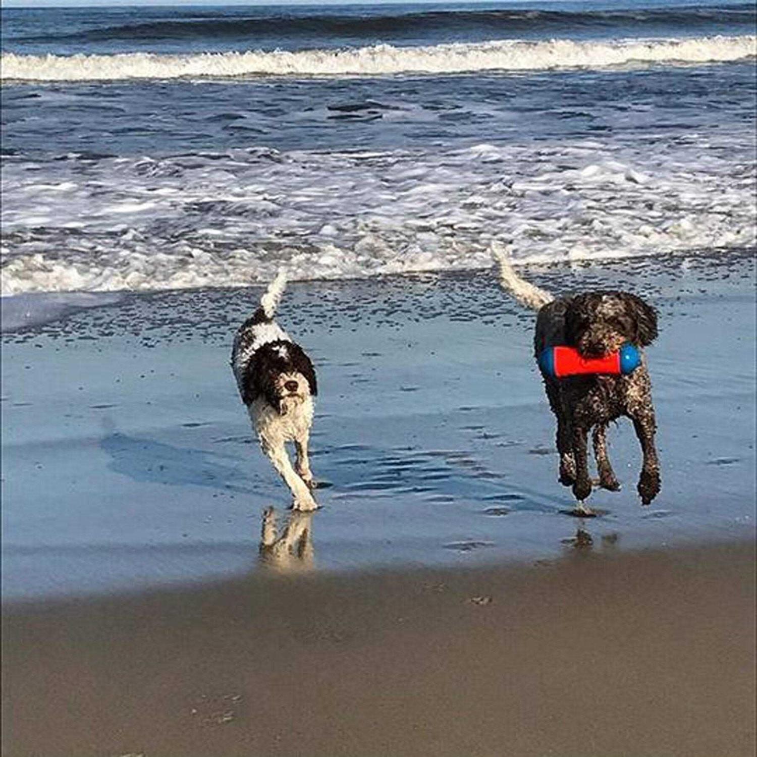 Chuckit! Tumble Bumper Dog Toy - Healthber