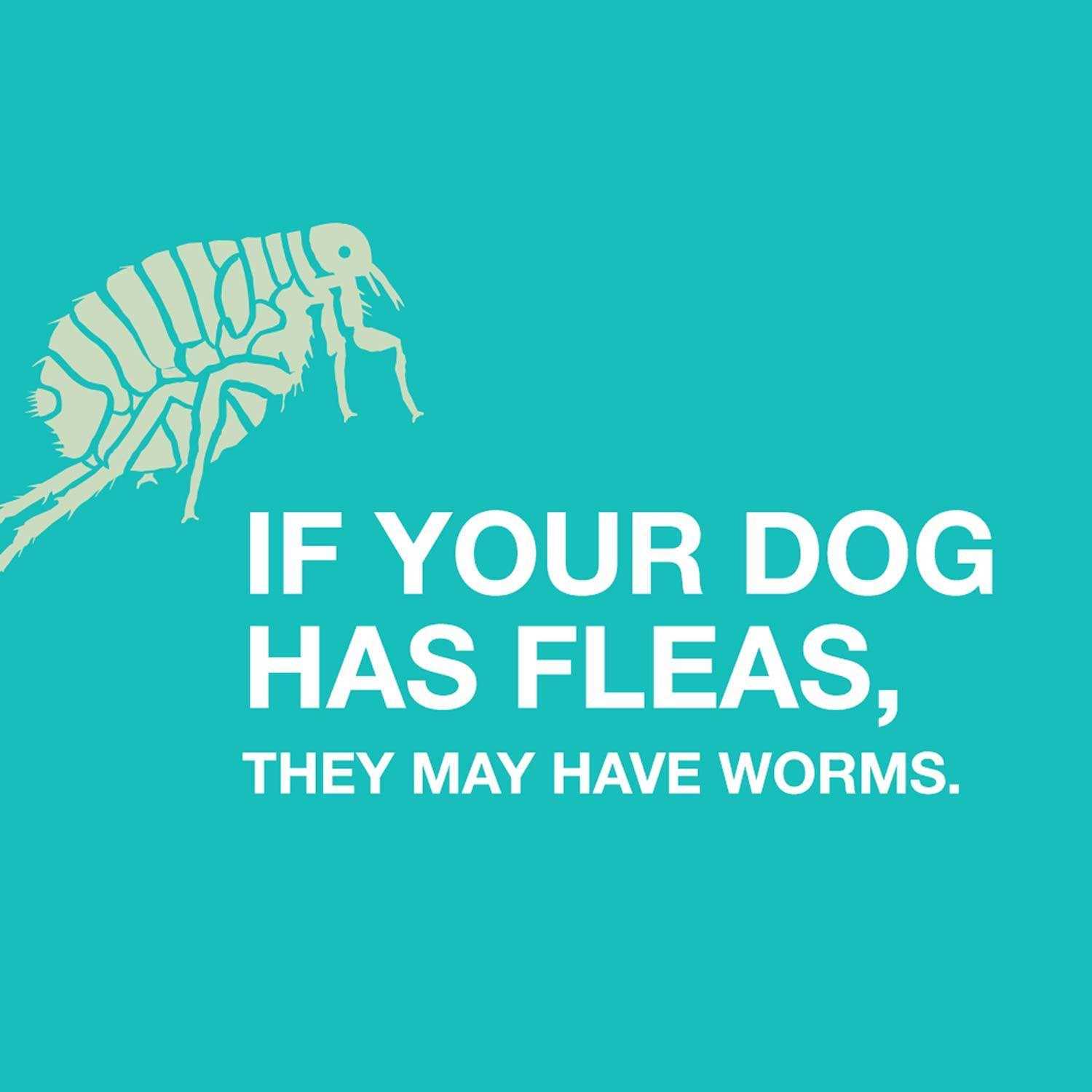 Quad Dewormer for Medium Dogs - Healthber