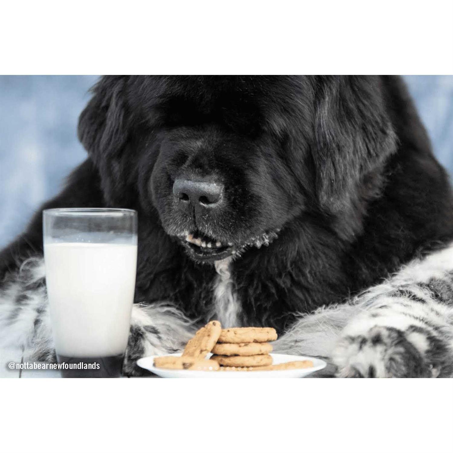 Three Dog Bakery Cookies Dog Treats with Carob Flavored Chips - Healthber