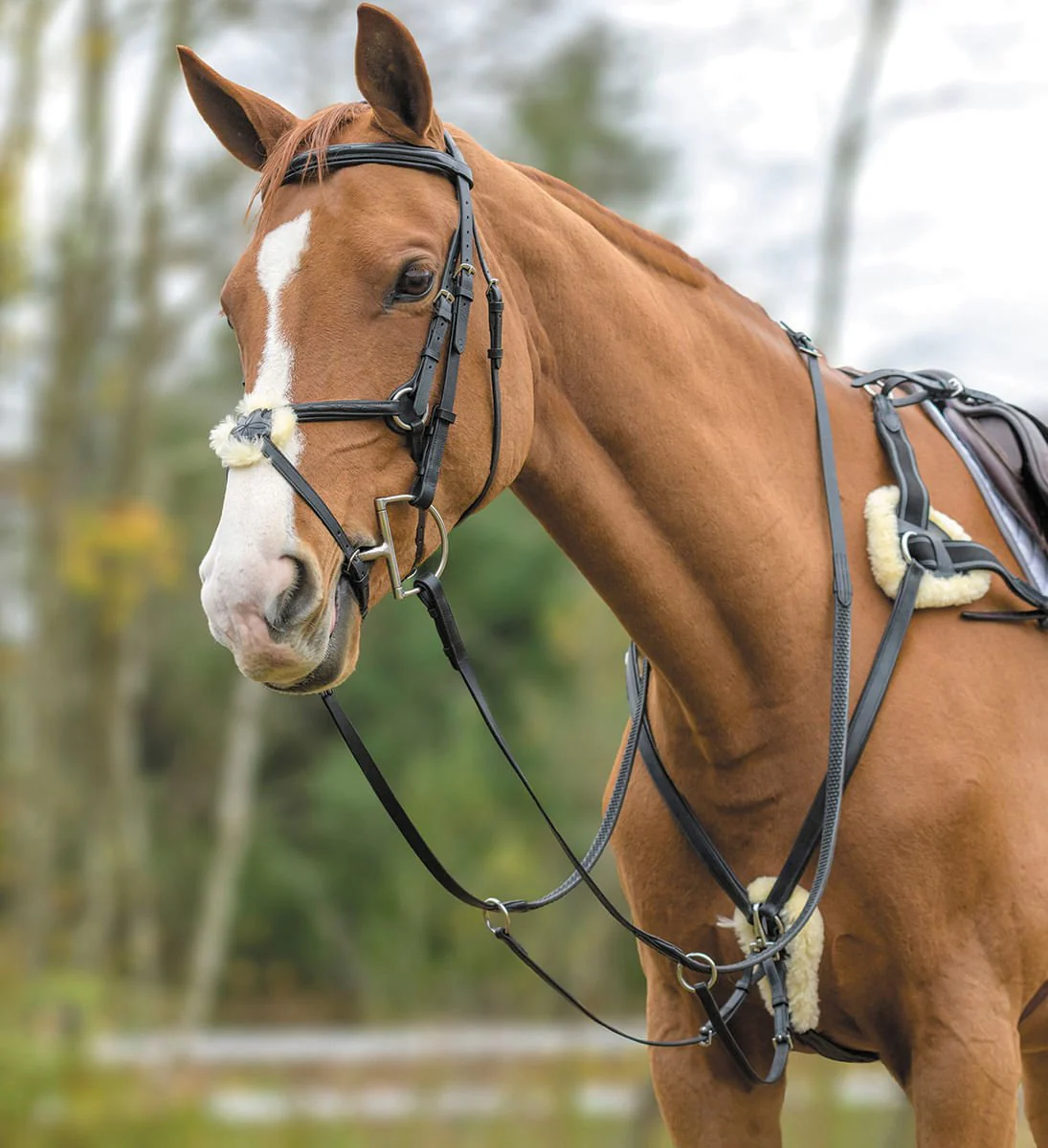 Shires Five Point Breastplate - Healthber