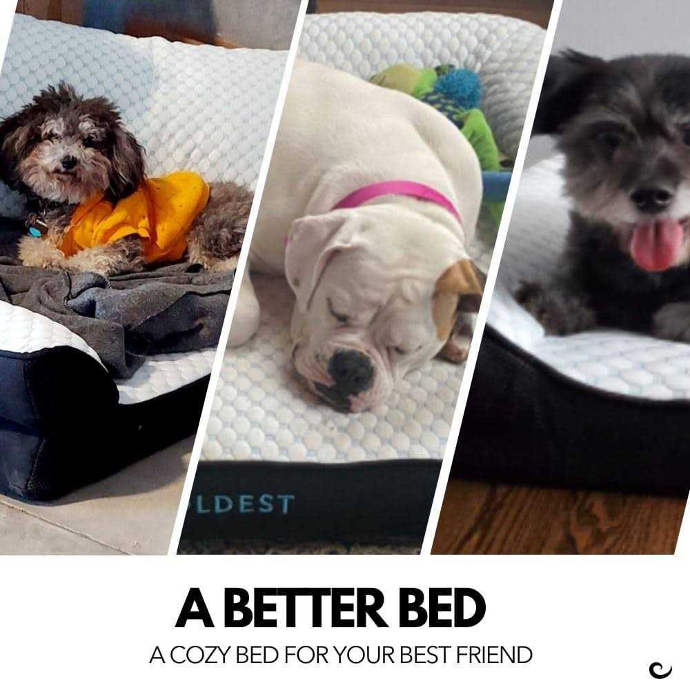 Coldest Cozy Dog Bed Cooling Medium Dog Beds - Healthber