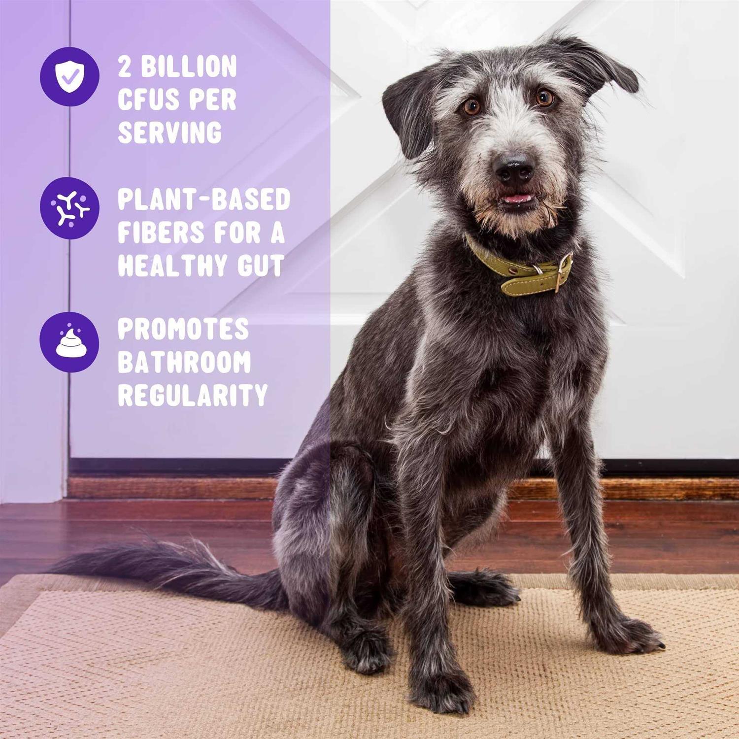 Active Chews Pet Probiotics for Dogs Dog Probiotics and Digestive Enzymes for Dogs Diarrhea - Healthber