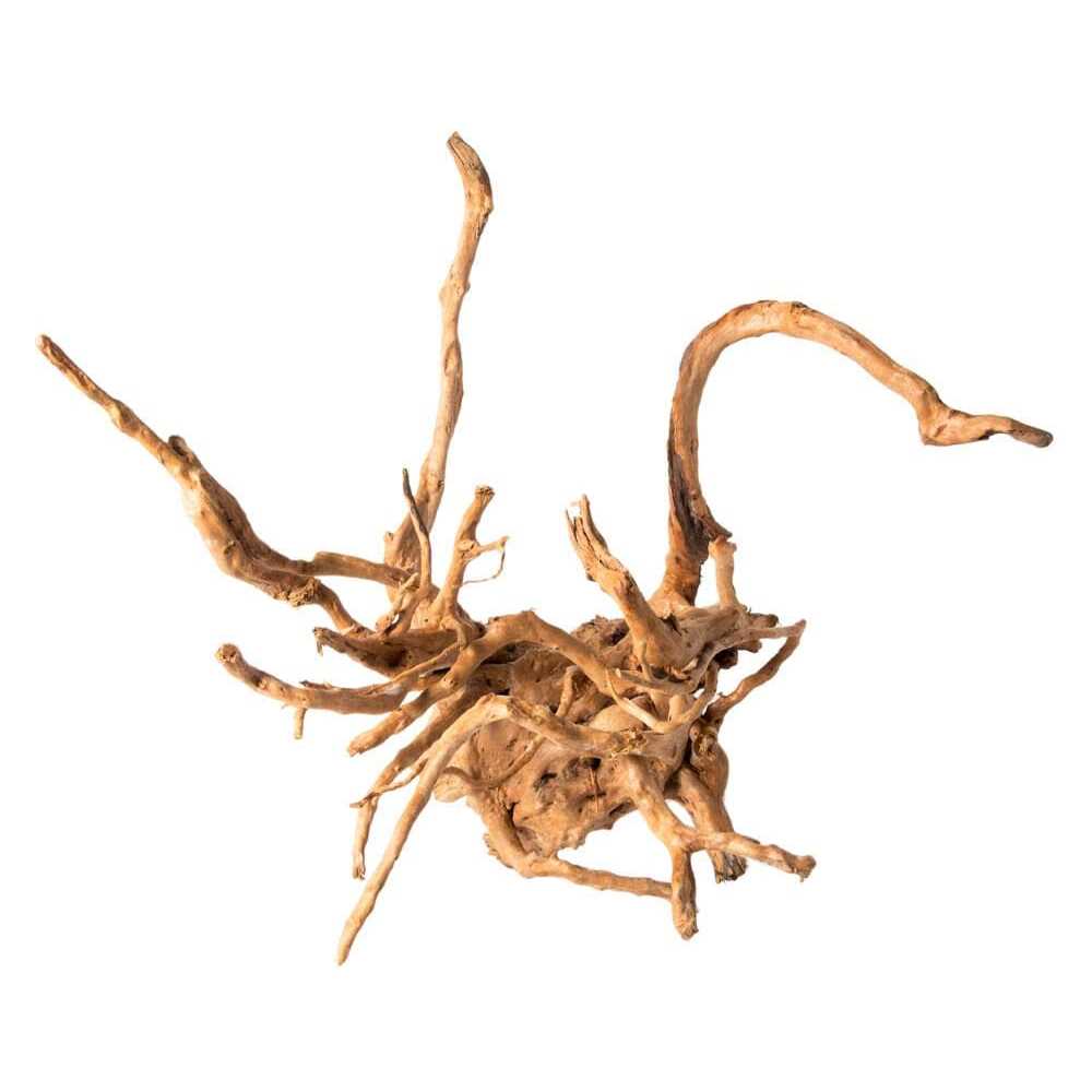 Galapagos Spider Wood - Healthber