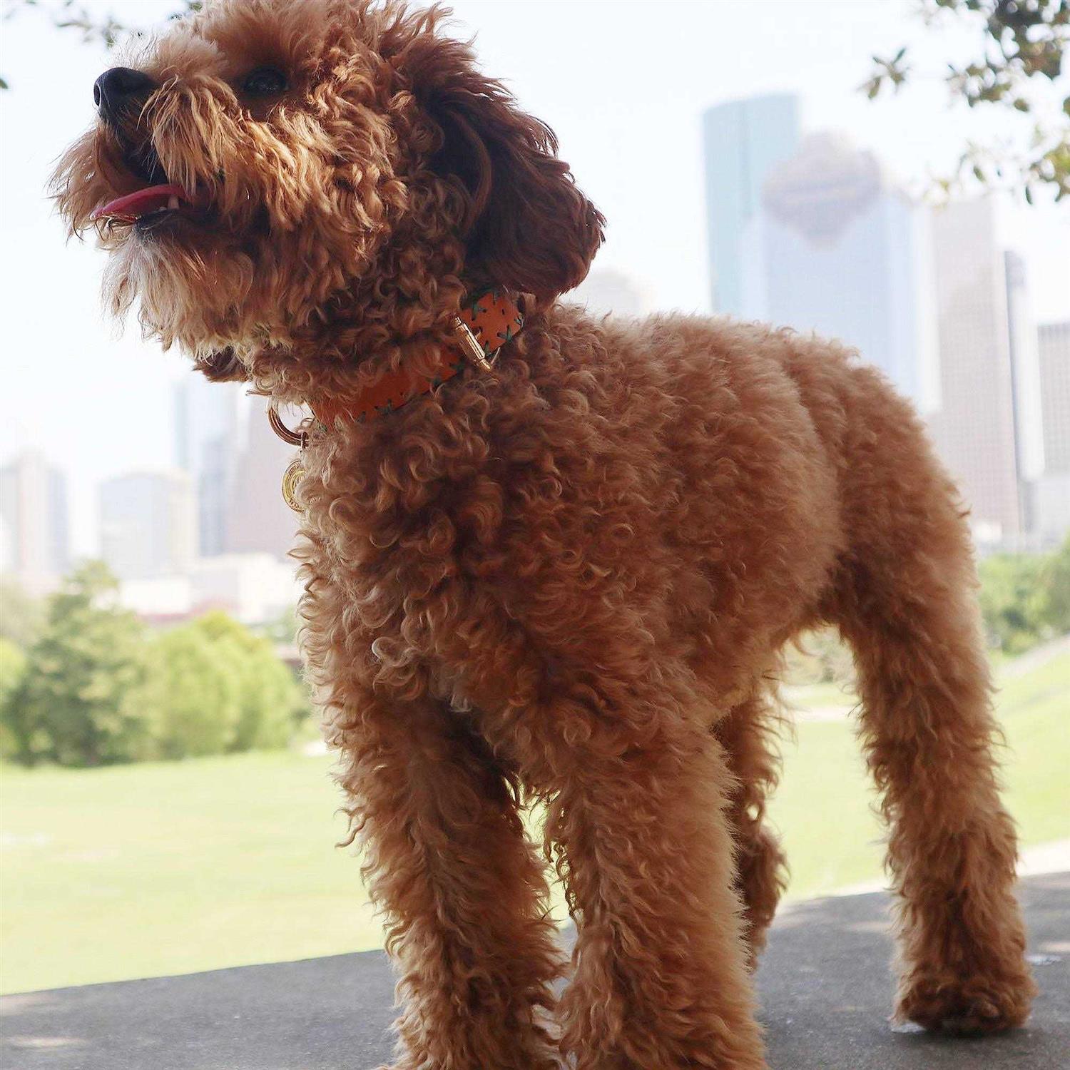 Scotch & Co Handcrafted Standard Dog Collar - Healthber