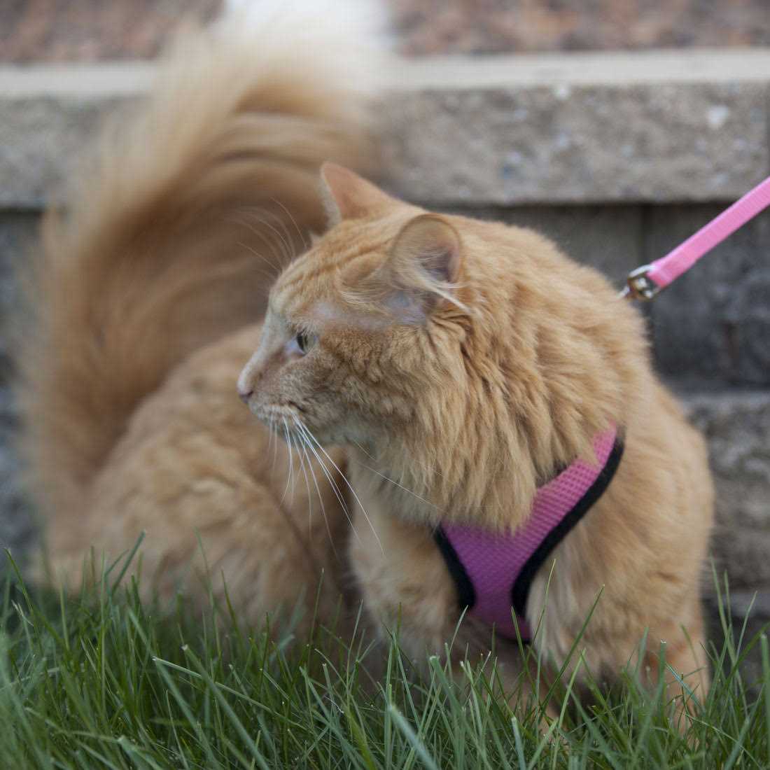Comfort Soft Adjustable Cat Harness with 6′ Leash - Healthber