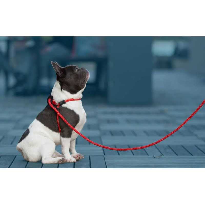 Harness Lead Dog Harness - Healthber