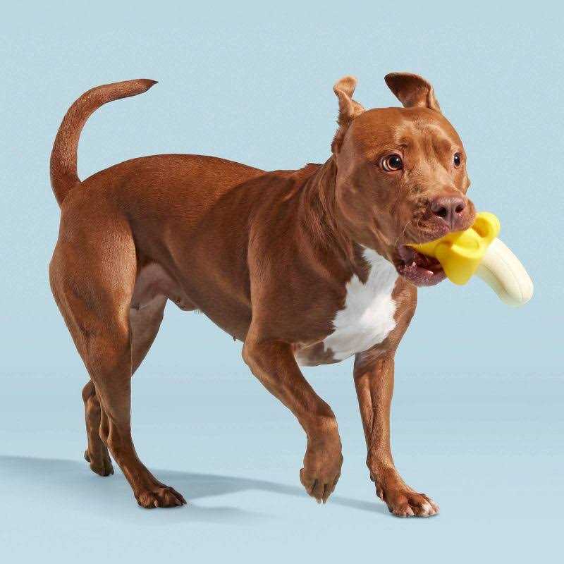 BARK Brawnana Super Chewer Dog Toy - Healthber