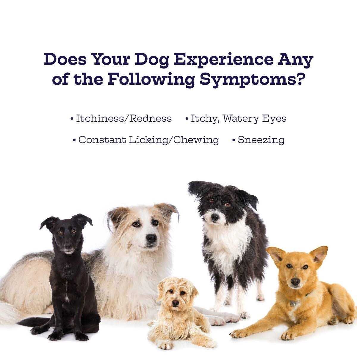 Moe’s Healthy Pets Chicken Flavor Immunity Bites Chews for Dogs - Healthber