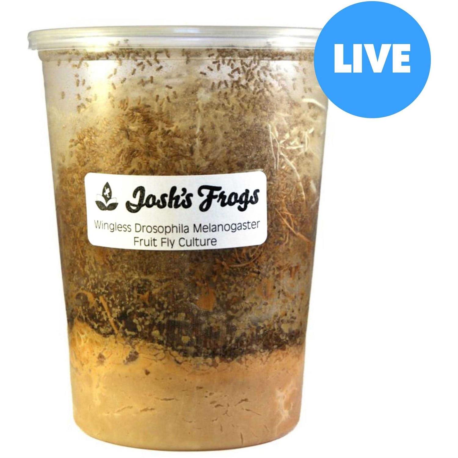 Josh’s Frogs Producing Wingless Drosophila Melanogaster Fruit Fly Culture - Healthber