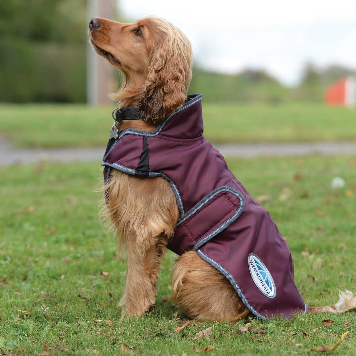 WeatherBeeta ComFITec Windbreaker Free Deluxe Dog Coat, Maroon/Gray/White - Healthber