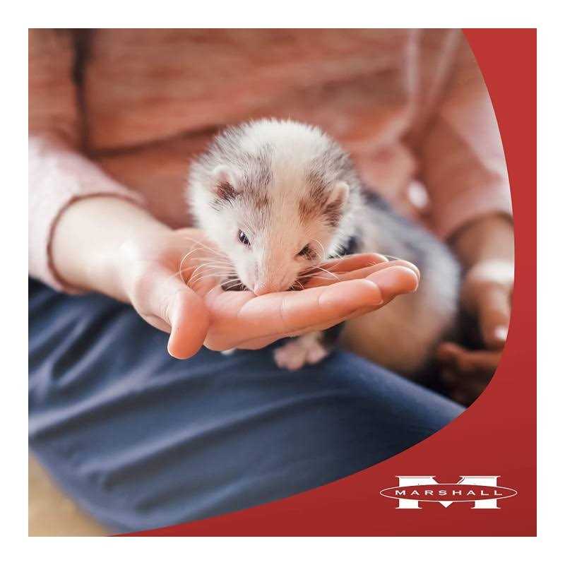 Marshall Ferret Premium Diet - Healthber