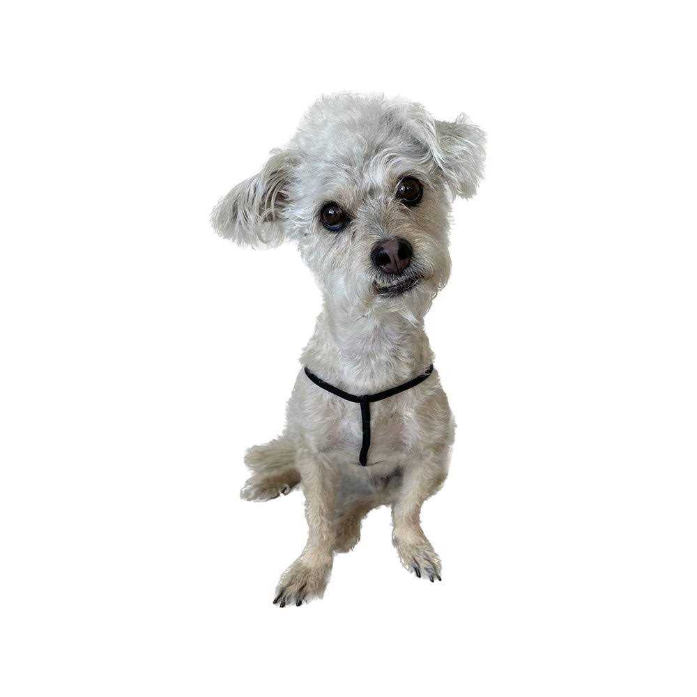 EZ Step-In Harness for Small Pets - Healthber