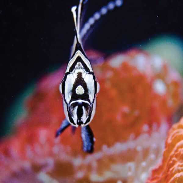 Current USA Orbit Marine Aquarium LED Light - Healthber