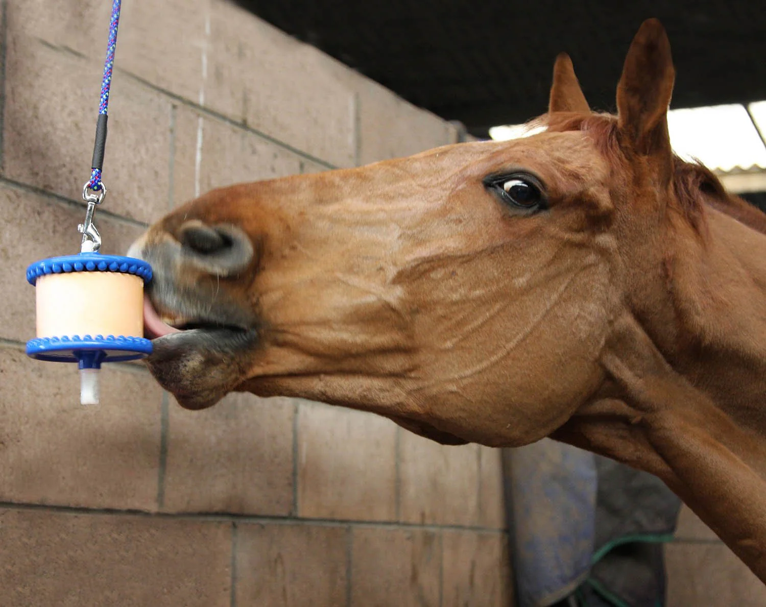 Likit Hanging Horse Lick Treat Holder - Healthber