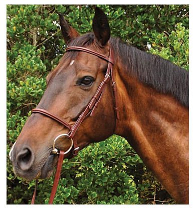 Weatherbeeta Kincade Plain Raised Bridle, Full size - Healthber