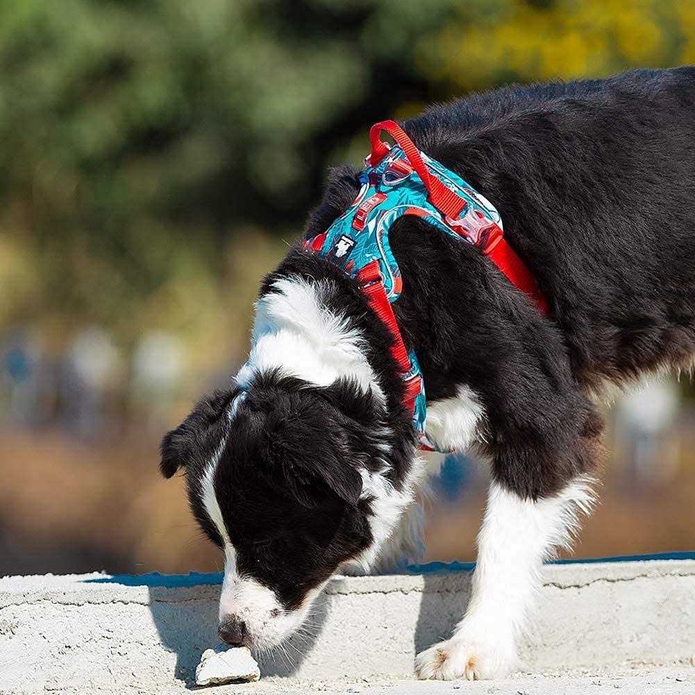 Chai’s Choice Premium Tropic Thunder Edition Dog Harness No Pull Dog Harness with Quick-Release Neck Strap for All Sized Dogs - Healthber
