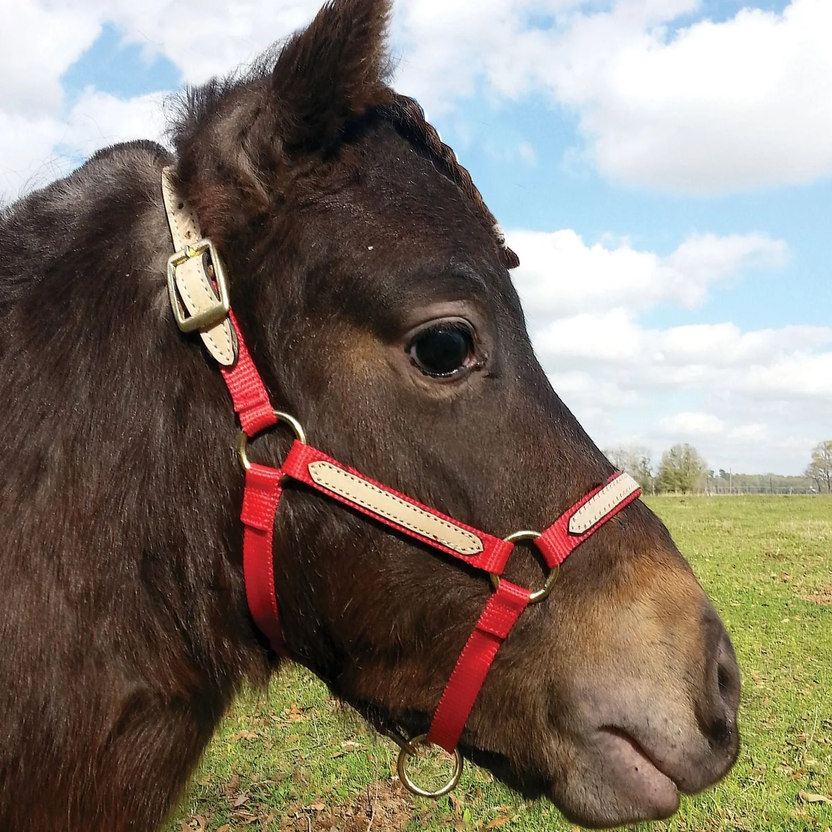 Tough1 Miniature Nylon Breakaway Halter, Large - Healthber