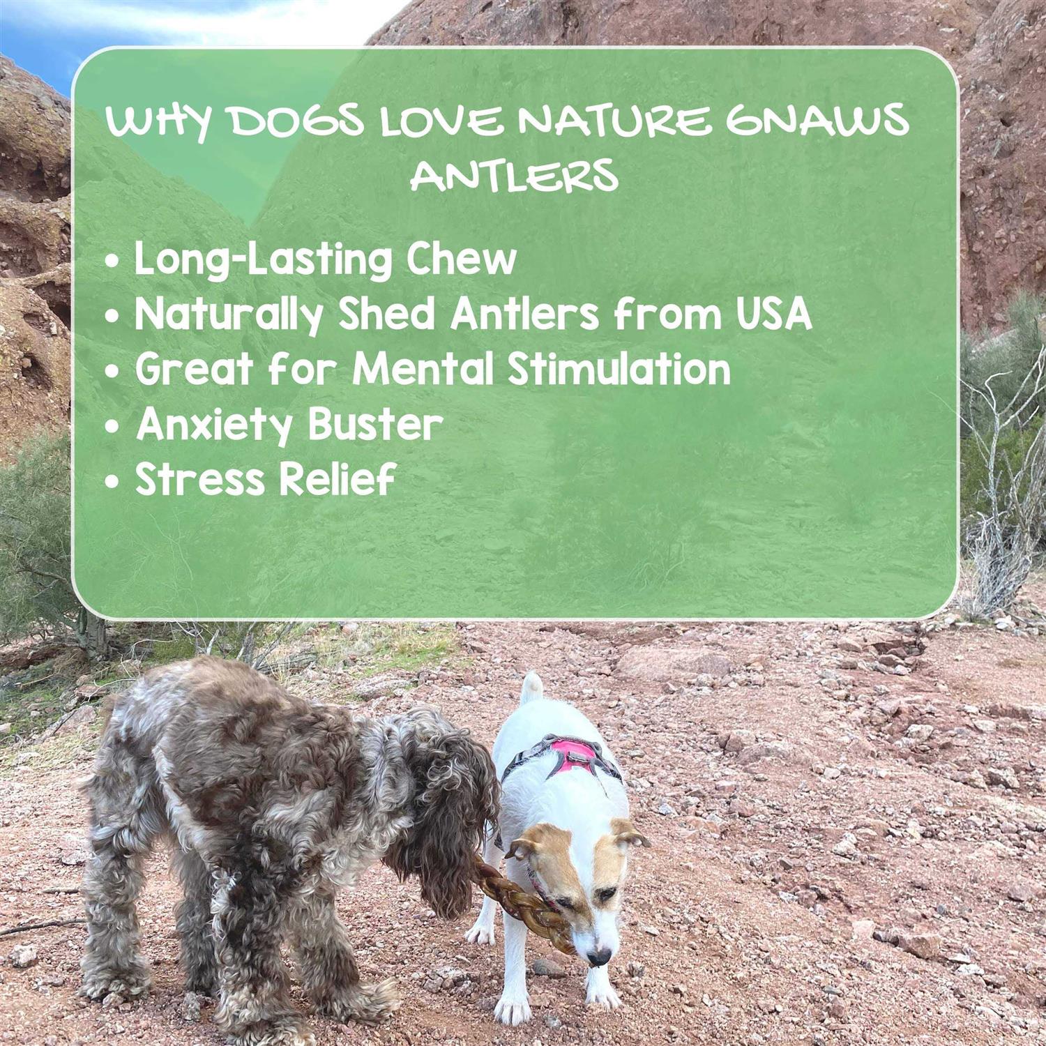 Nature Gnaws Elk Antlers for Large Dogs Premium Natural USA Antler - Healthber