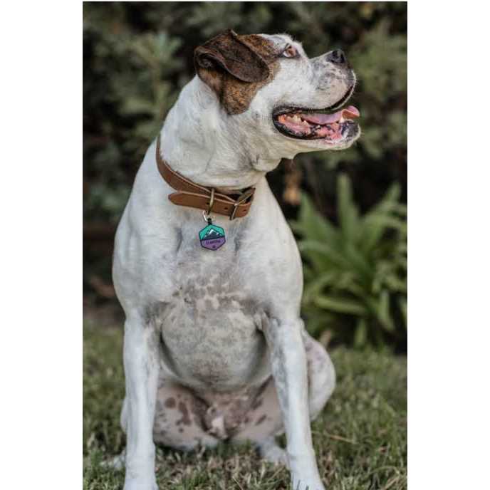 QALO customized Silicone Dog ID Tag - Healthber