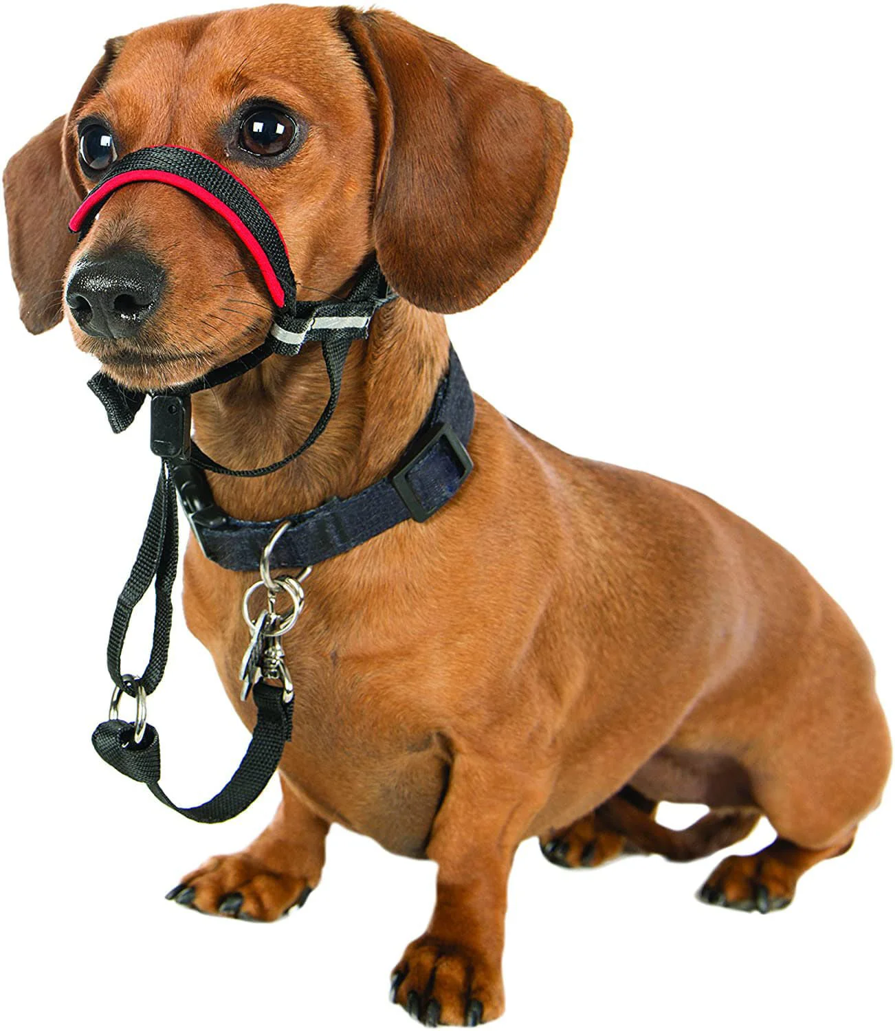 Halti OptiFit Headcollar - Healthber