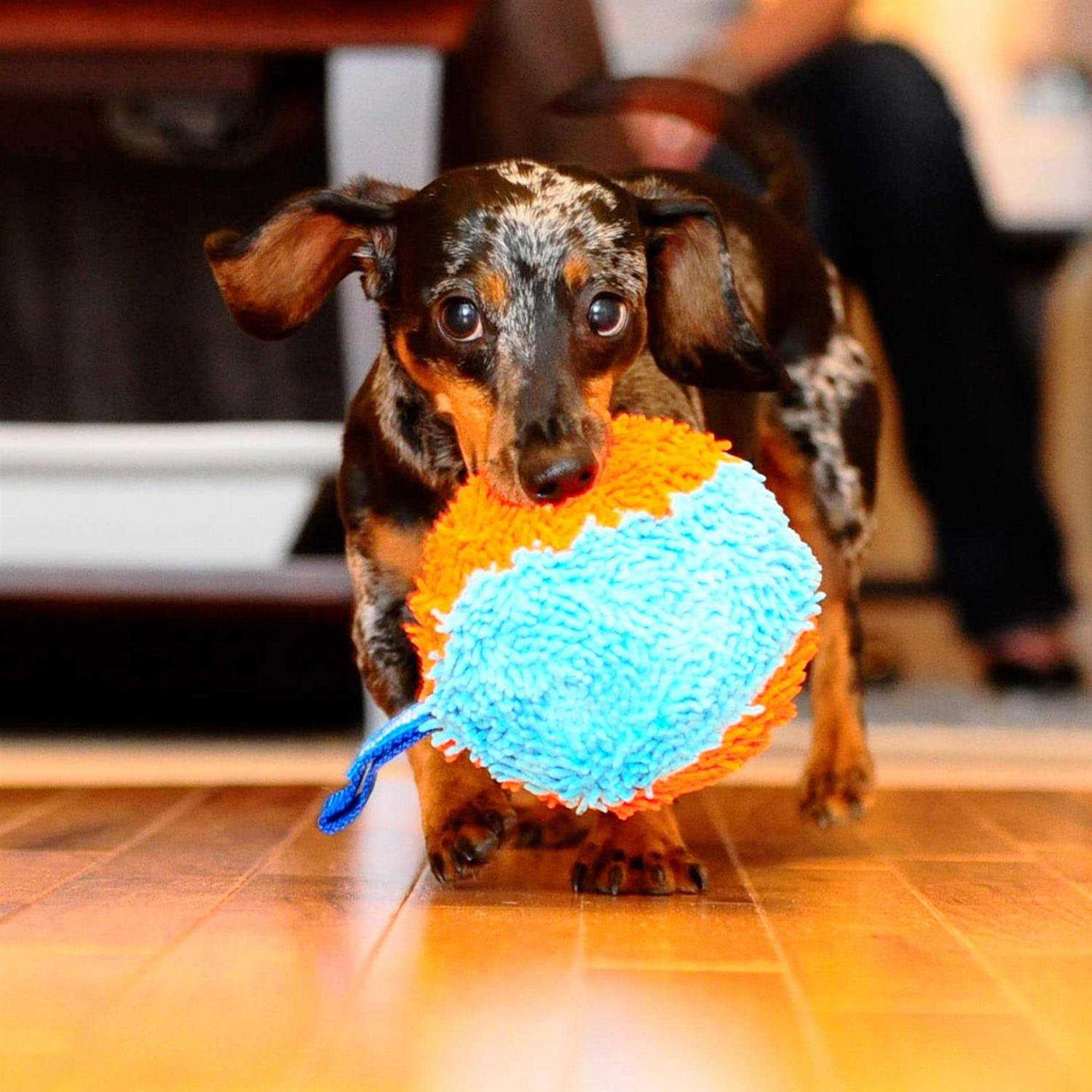 Chuckit! Indoor Shaker Dog Toy - Healthber