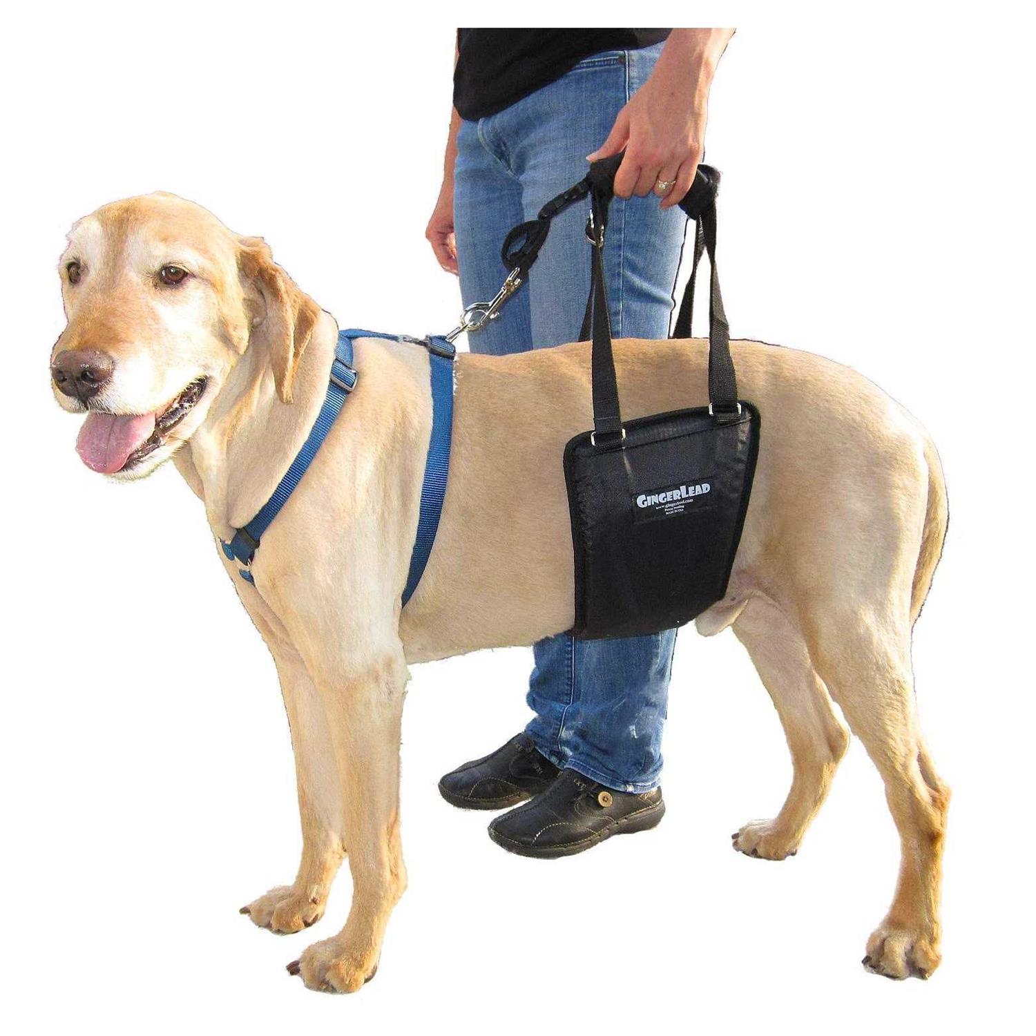 GingerLead Dog Support Rehabilitation Harness - Healthber