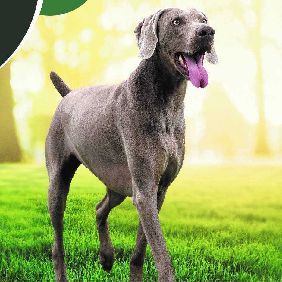 IAMS Advanced Health Skin & Coat Chicken and Salmon Recipe Dry Dog Food - Healthber