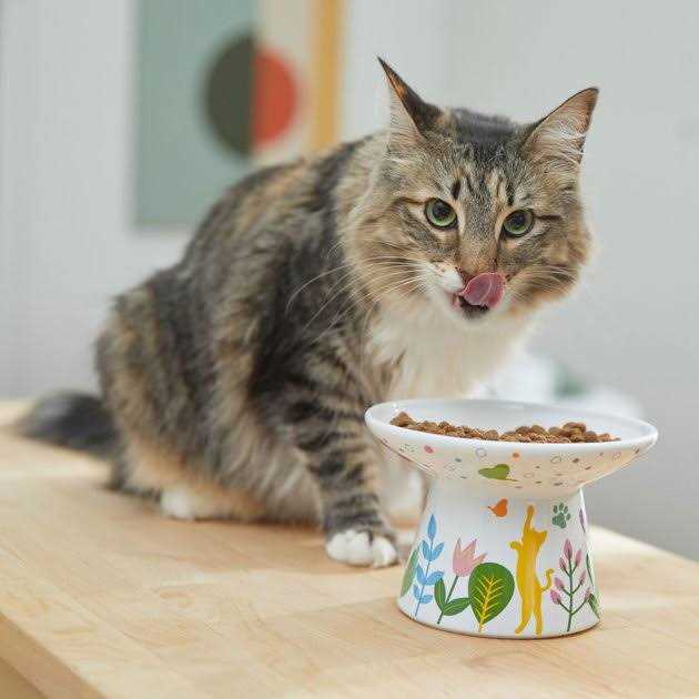 Frisco Cat Face Floral Wide Shape Elevated Non-Skid Ceramic Cat Bowl - Healthber