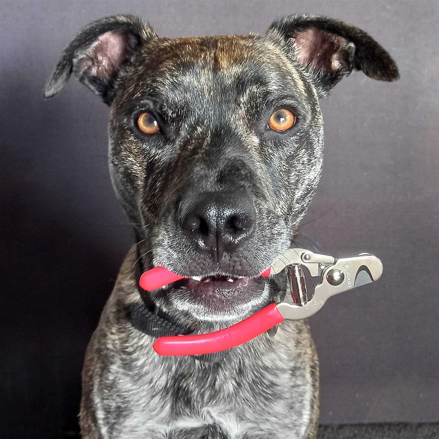 Millers Forge Pet Nail Clipper - Healthber