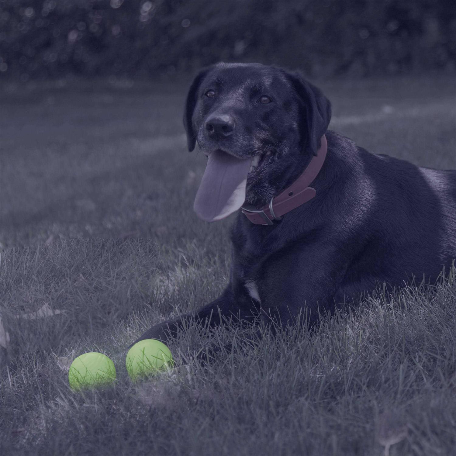Chew King Glow Ball Dog Toys - Healthber
